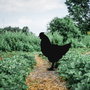 Aberto Design Chicken 01 Negro